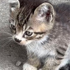 生後2か月　子猫　キジトラ　キジ白　仔猫　4匹います