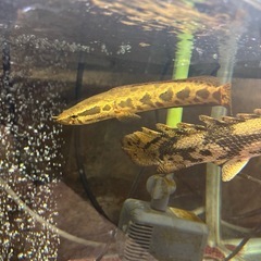 熱帯魚 アフリカンスネークヘッド メダカ 水槽の画像