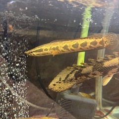 熱帯魚 アフリカンスネークヘッド メダカ 水槽の画像
