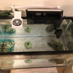 ウーパールーパー　飼育セット　20000円以上→5000円の画像