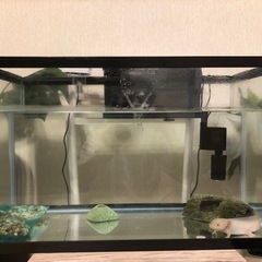 ウーパールーパー　飼育セット　20000円以上→5000円の画像