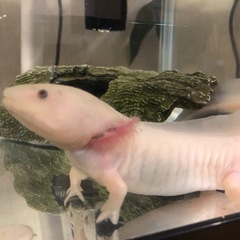 ウーパールーパー　飼育セット　20000円以上→5000円の画像