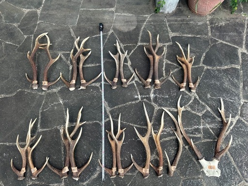 鹿の角(対のもの8組16本、片方のみ3本、骸骨付き1個) 約12kg