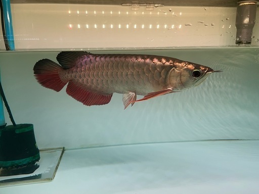 熱帯魚