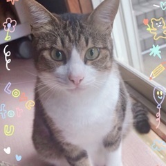 2歳くらいのかわいい男の子猫ちゃんです♪人懐っこくて猫懐っ…
