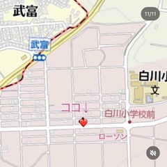 多肉植物　パープルヘイズの画像