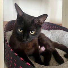 仔猫３匹を育てた1歳のママ　なつ🌞