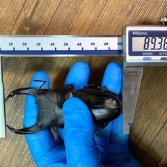 能勢SR血統 80.2mm オオクワガタ 90.7/90.0同腹 新成虫♂単の画像