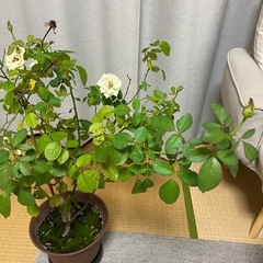 バラの苗の画像