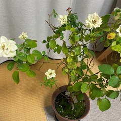 バラの苗の画像