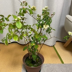 バラの苗の画像