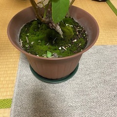 バラの苗の画像