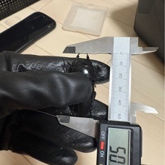 スマトラオオヒラタクワガタの画像