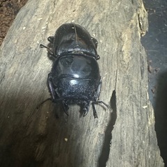 スマトラオオヒラタクワガタの画像