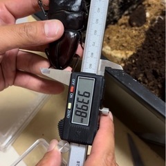 スマトラオオヒラタクワガタの画像