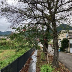 桜の木伐採、薪用にどうぞの画像
