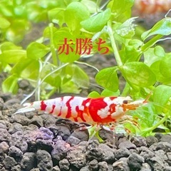 純血 ヴィクトリア ファンシータイガーシュリンプ 白勝ち 選外 ☆の画像