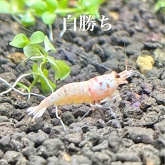 純血 ヴィクトリア ファンシータイガーシュリンプ 白勝ち 選外 ☆の画像