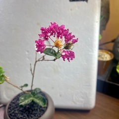 サルスベリの画像