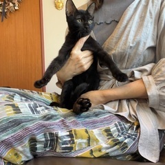 ジブリの黒猫みたいなスミくん🐈‍⬛❣️トライアル中