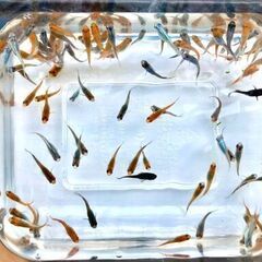【条件あり】品種ランダムのめだか若魚【改良メダカ】の画像