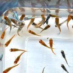 【条件あり】品種ランダムのめだか若魚【改良メダカ】の画像