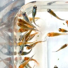 【条件あり】品種ランダムのめだか若魚【改良メダカ】の画像