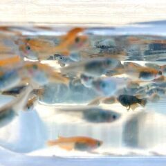【条件あり】品種ランダムのめだか若魚【改良メダカ】の画像