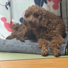 トイプードル 2歳4ヶ月