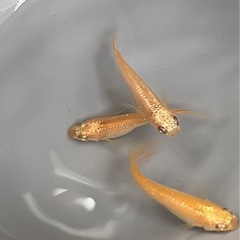 ミラージュオレンジ ヒレ長 メダカ の画像