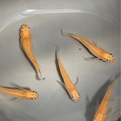 ミラージュオレンジ ヒレ長 メダカ の画像