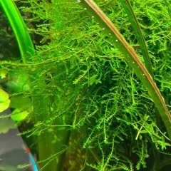 水草　カット済　ADAウィローモスの画像