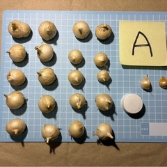 ジャンボにんにく　家庭菜園　種球　無農薬の画像