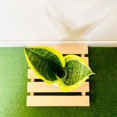 サンスベリア　ローレンティー　観葉植物　ハイドロカルチャーの画像