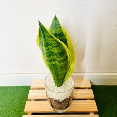 サンスベリア　ローレンティー　観葉植物　ハイドロカルチャーの画像