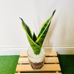 サンスベリア　ローレンティー　観葉植物　ハイドロカルチャーの画像