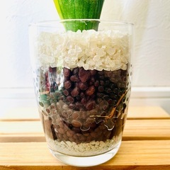 サンスベリア　ローレンティー　観葉植物　ハイドロカルチャーの画像