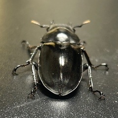 フォルスターフタマタクワガタ亜種キヨタミ　♀単品（欠品中）の画像