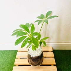 シェフレラ　カポック　観葉植物　ハイドロカルチャーの画像
