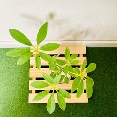 シェフレラ　カポック　観葉植物　ハイドロカルチャーの画像
