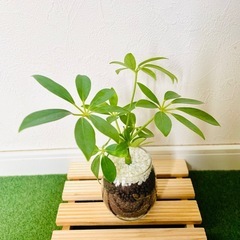 シェフレラ　カポック　観葉植物　ハイドロカルチャーの画像