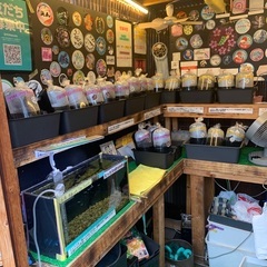 【五桜メダカ】 9月20日　横須賀めだか無人販売