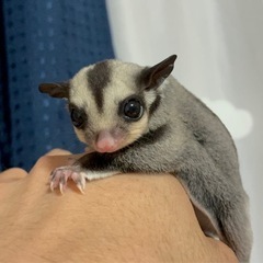 フクロモモンガノーマルbaby販売中👶