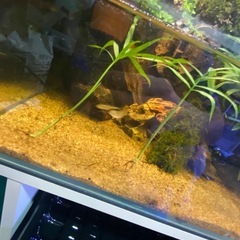 イモリ水槽の画像