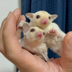 フクロモモンガクリミノbaby姉妹販売中‼️