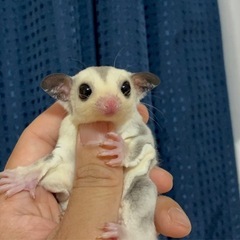 フクロモモンガプラチナモザイクbaby販売中‼️