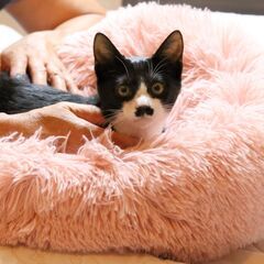人慣れ抜群のハチワレ男の子の子猫を保護しました
