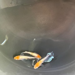 メダカ販売の画像