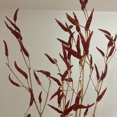 トウガラシ🌶の画像