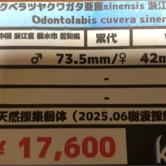 クベラツヤクワガタ　オス単品の画像
